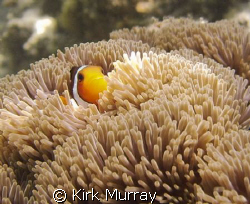 Taken with DC500, and ur pro filter by Kirk Murray 